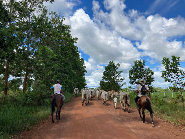 La vía de la deforestación en el Guaviare: antes trocha cocalera, hoy ganadera