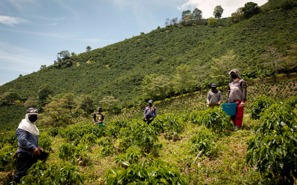El microtráfico en fincas cafeteras está detrás de una tercera parte de las masacres en Antioquia