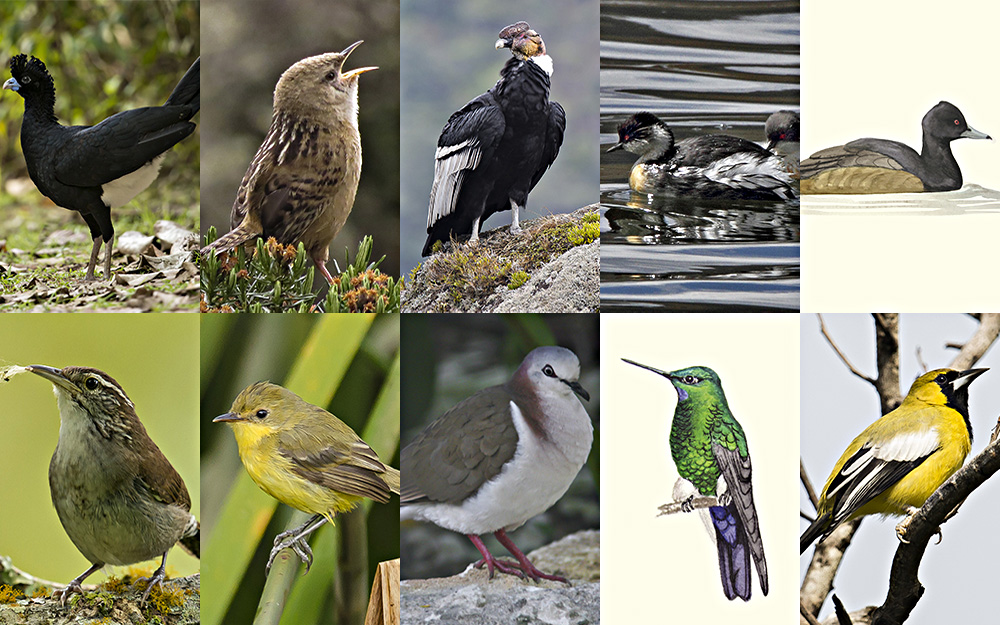 Las aves les dan vuelo a las vacaciones en Colombia